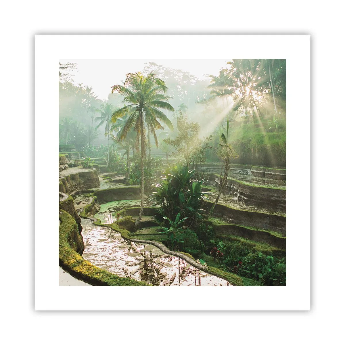 Plagát - Vyrastať na slnku - 40x40 cm