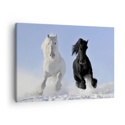 Obraz na plátne - Biely a čierny kôň cválajúci cez sneh - 70x50cm - Čierno-biely cval - Moderná nástenná dekorácia do obývacej izby a spálne ARTTOR