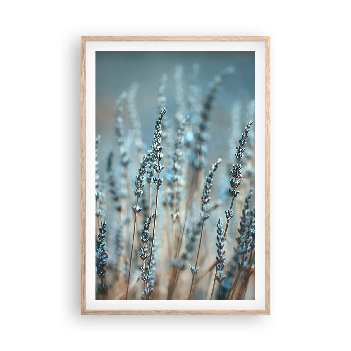 Plagát v ráme zo svetlého duba - Voňavý lán - 61x91 cm