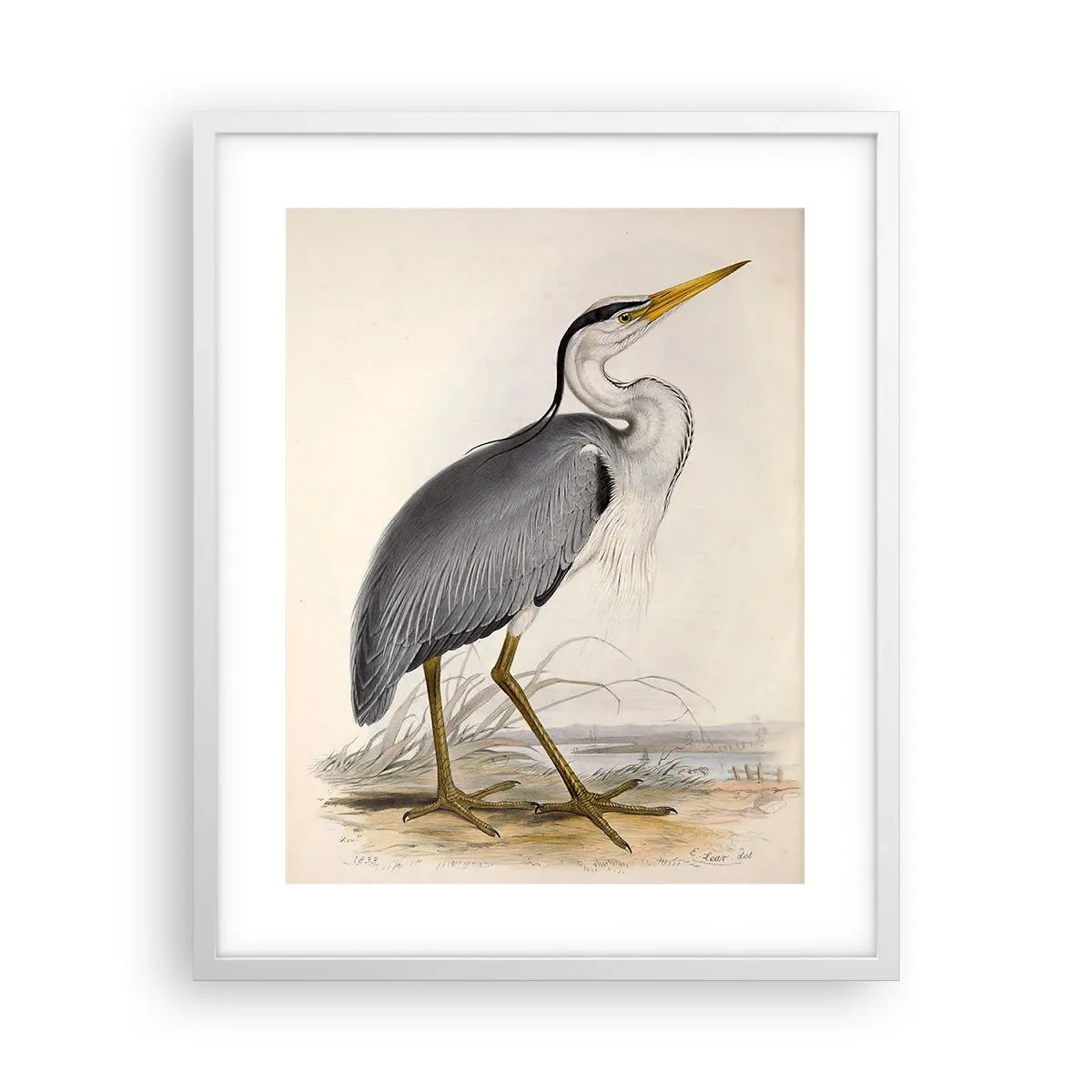 Plagát v bielom ráme - Pôvab volavky - 40x50 cm