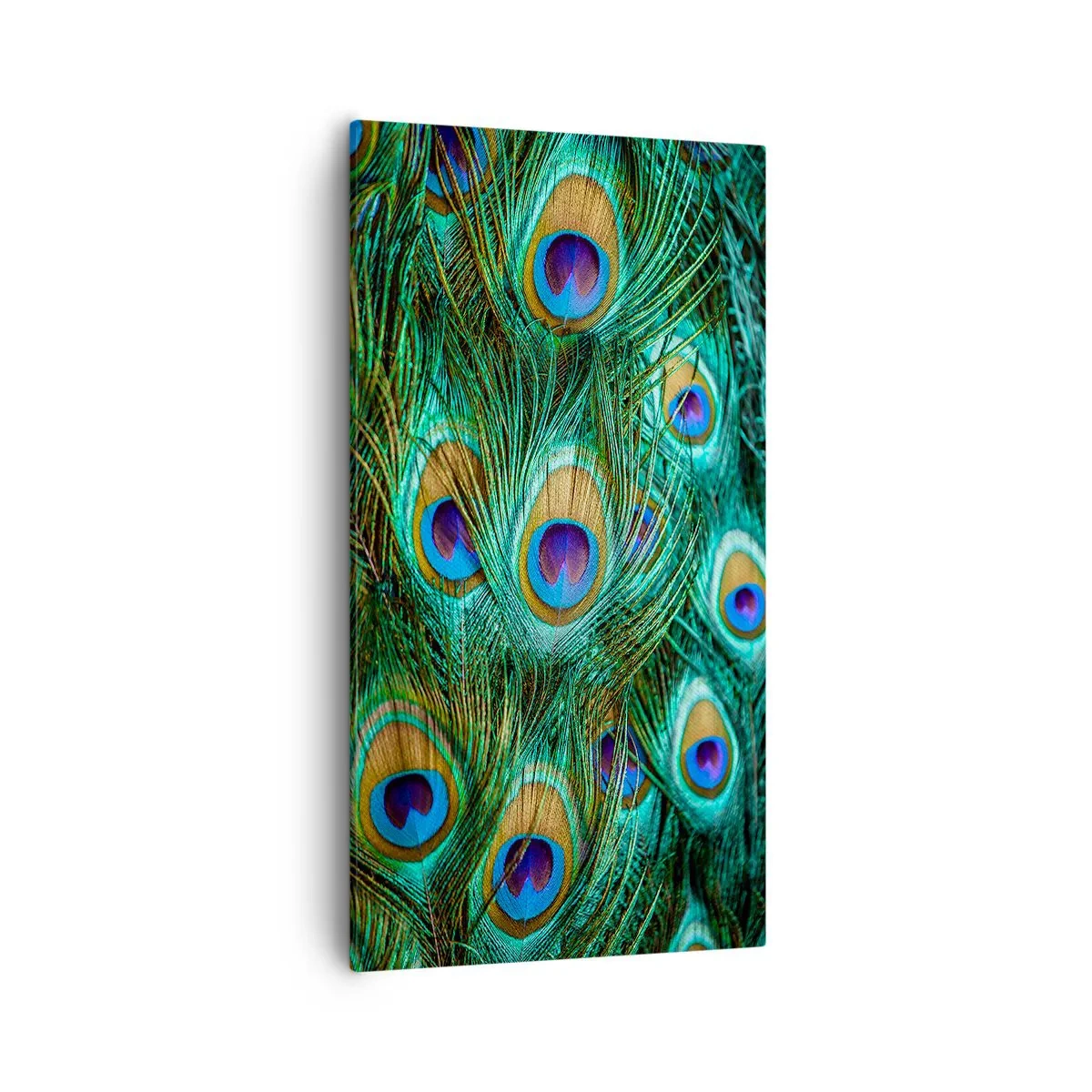 Obraz na plátne - Páví pohľad - 55x100 cm