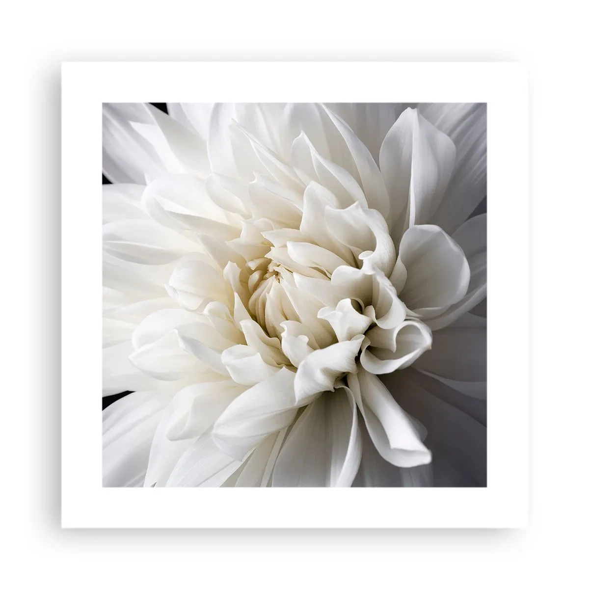 Plagát - Ráno s nevestou - 40x40 cm