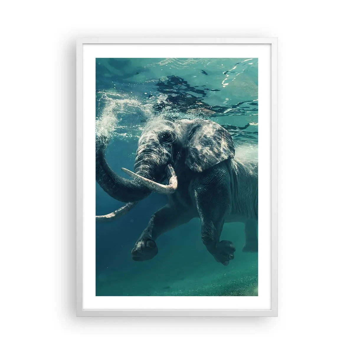 Plagát v bielom ráme - Všetci radi plávajú - 50x70 cm