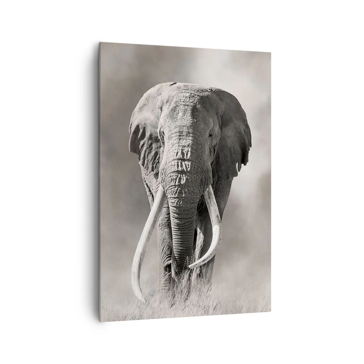 Obraz na plátne - Africký patriarcha - 70x100 cm