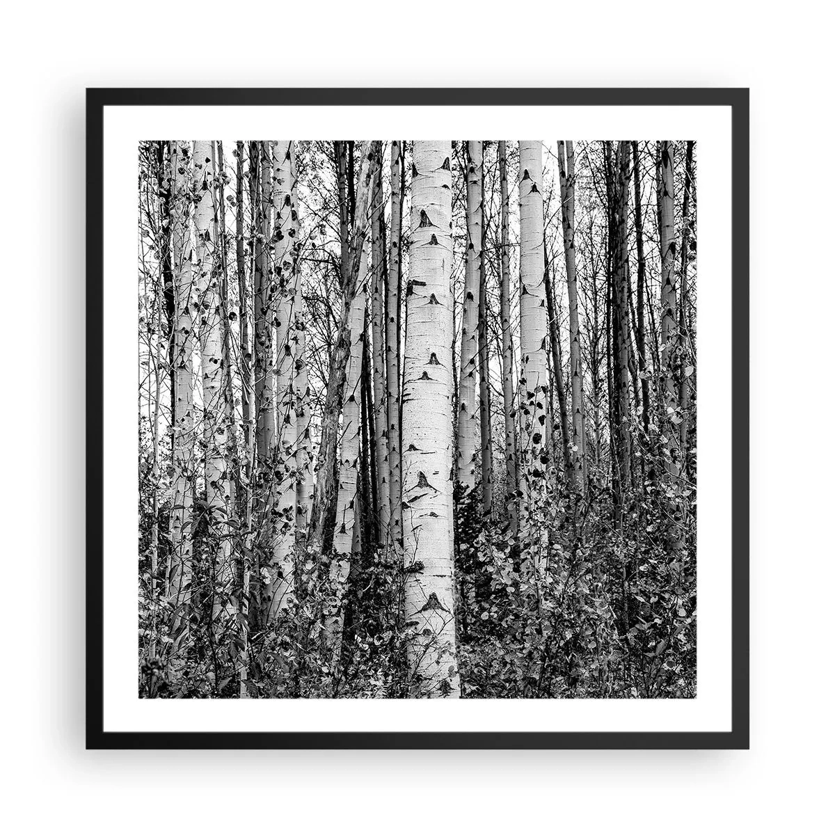 Plagát v čiernom ráme - Brezová kolonáda - 60x60 cm