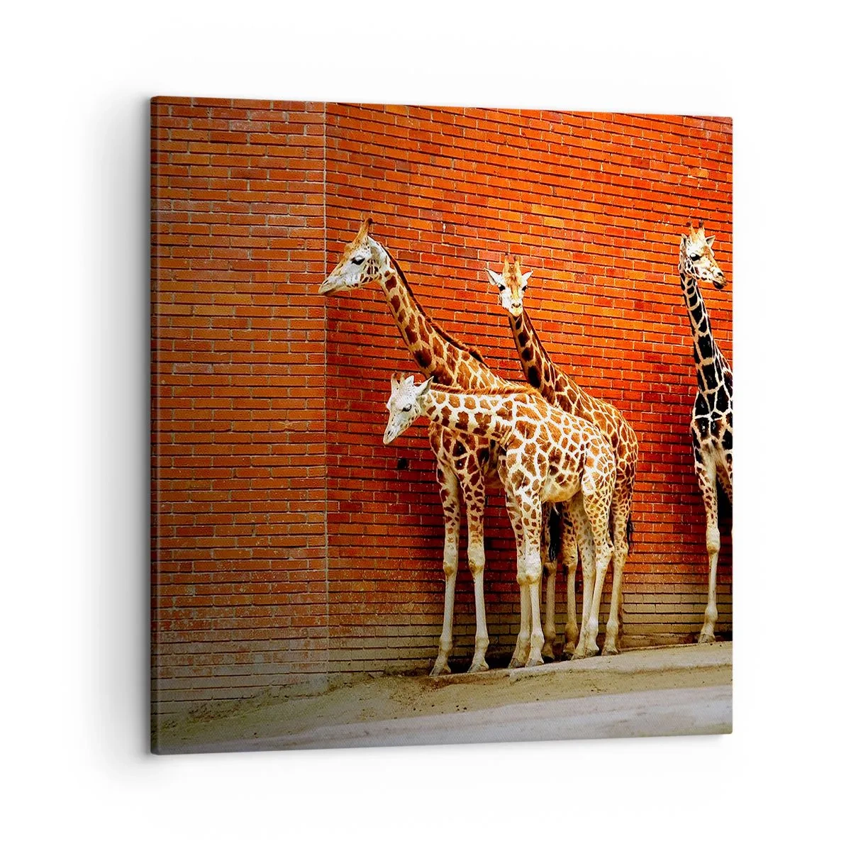 Obraz na plátne - Vidíte nejaký agát? - 50x50 cm