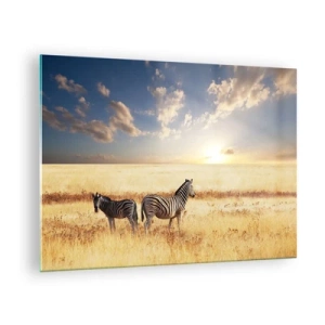 Obraz na skle - Dve zebry v savane pri západe slnka - 70x50cm - Choď odtiaľto, neruš pokoj - Moderná nástenná dekorácia do obývacej izby a spálne ARTTOR