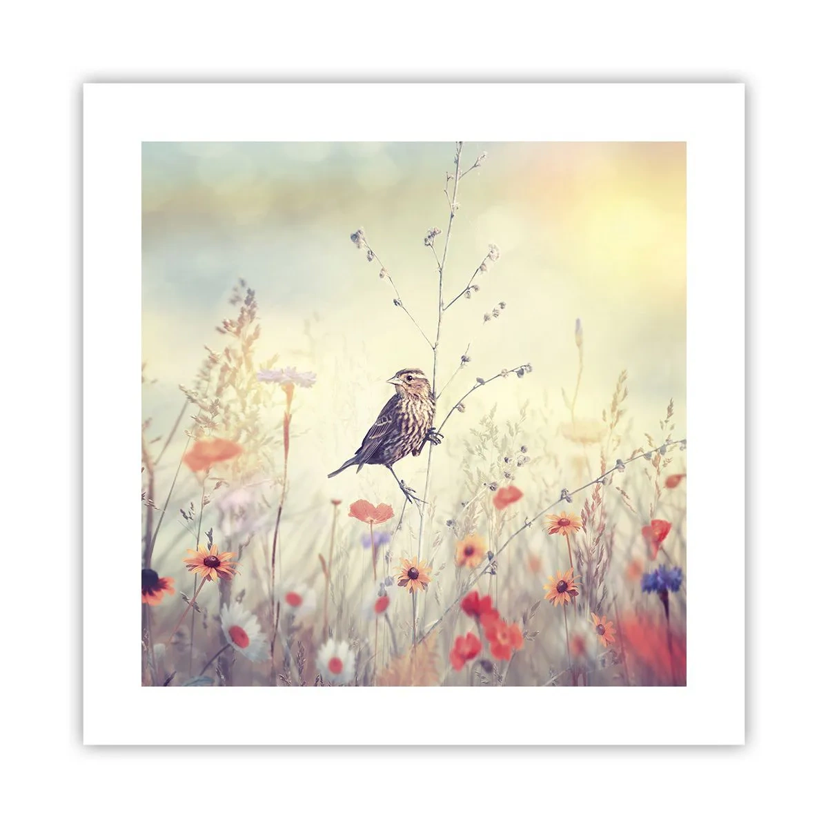 Plagát - Portrét vtáka s lúkou v pozadí - 40x40 cm