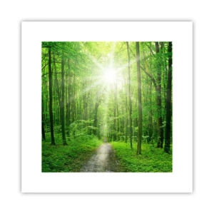 Plagát - Zelená katedrála - 30x30 cm