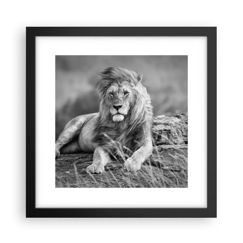 Plagát v čiernom ráme - Kráľovská siesta - 30x30 cm