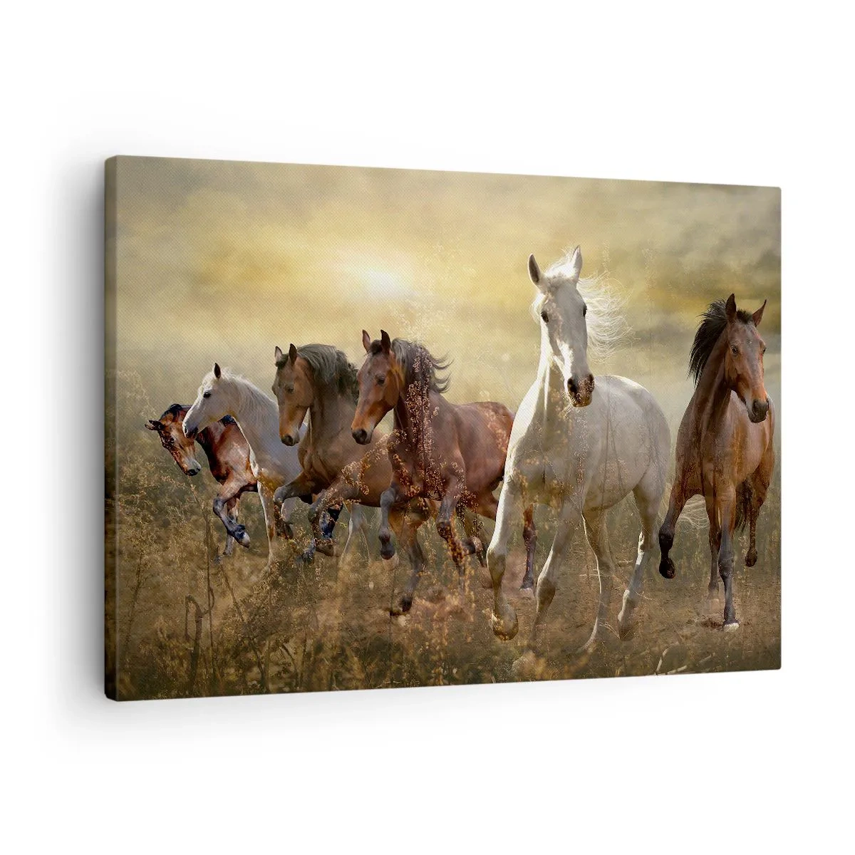 Obraz na plátne - Skupina cválajúcich koní na pozadí zapadajúceho slnka - 70x50cm - Nech žije sloboda! - Moderná nástenná dekorácia do obývacej izby a spálne ARTTOR