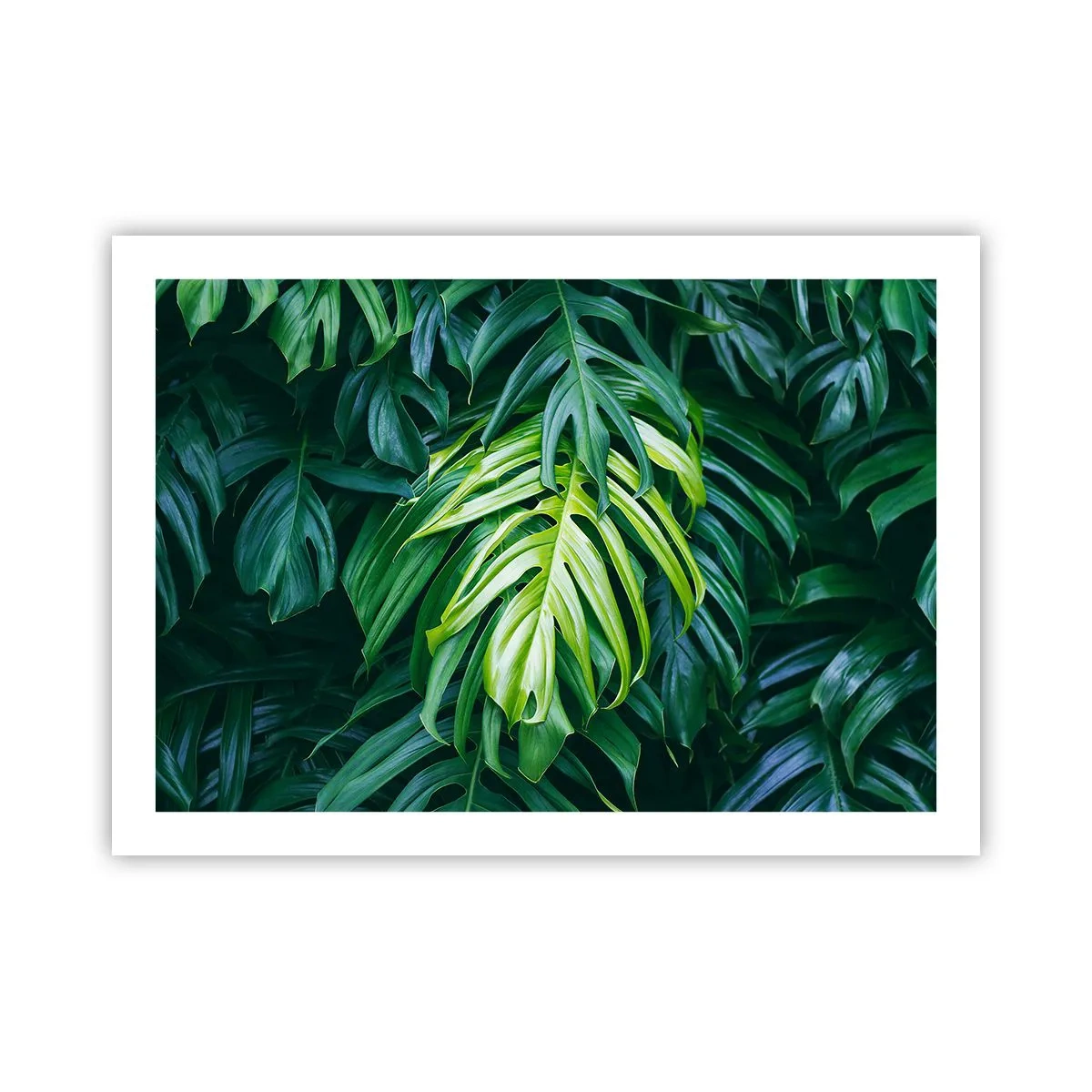 Plagát - Ponoriť sa do sviežosti - 70x50 cm