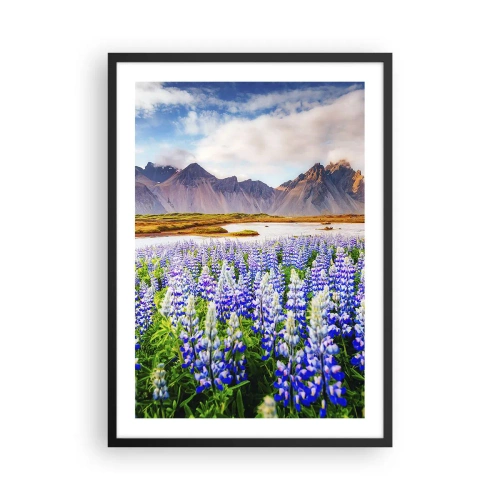 Plagát v čiernom ráme - Pole vlčieho bôbu s horami v pozadí - 50x70cm - Sila a prísnosť vedľa miernosti - Moderná nástenná dekorácia do obývacej izby a spálne ARTTOR