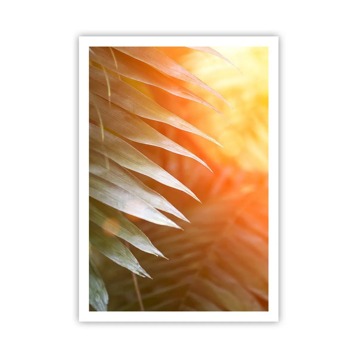 Plagát - Ráno v džungli - 70x100 cm