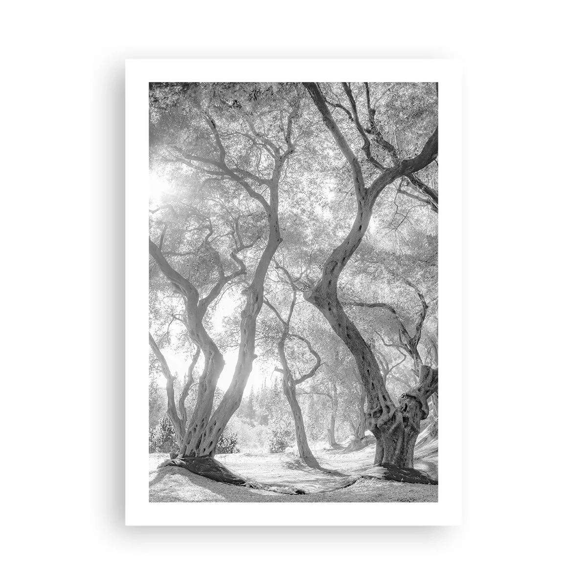 Plagát - V olivovom háji - 50x70 cm