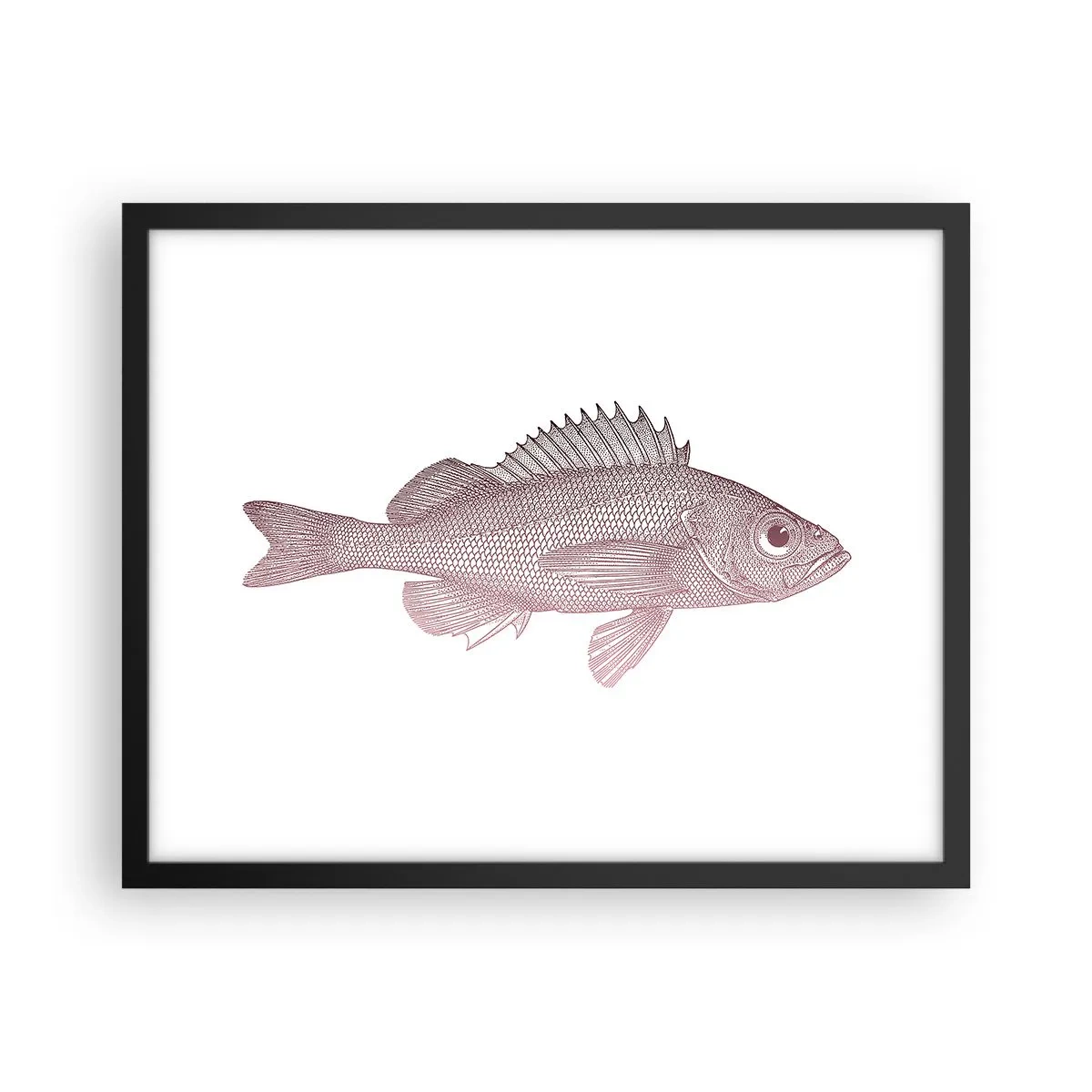 Plagát v čiernom ráme - Ryba s veľkými očami - 50x40 cm