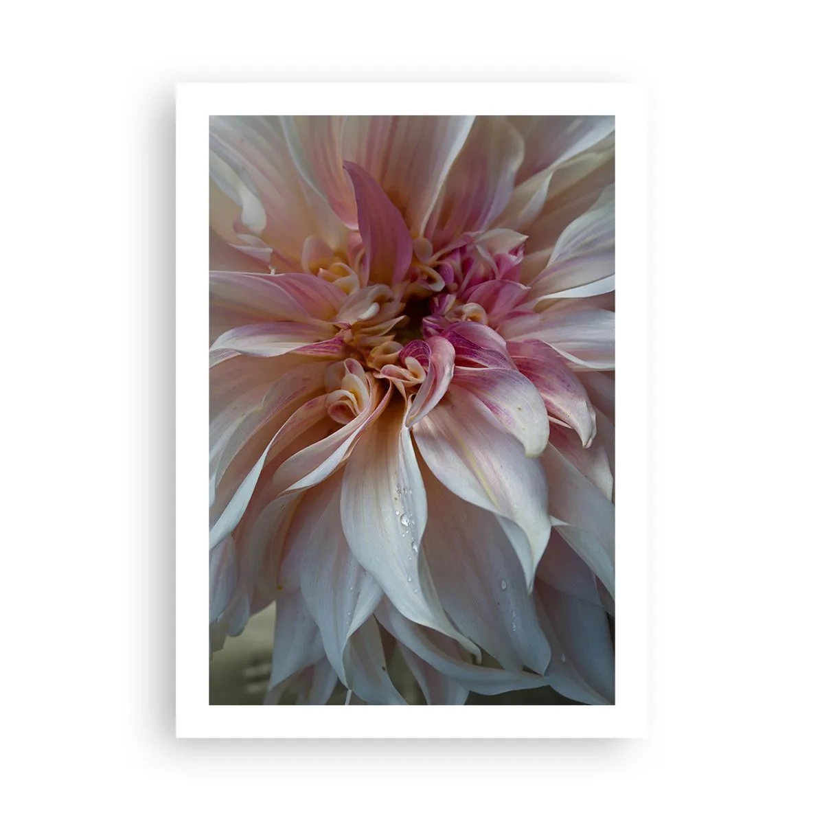 Plagát - Kvitnúca sviežosť - 50x70 cm