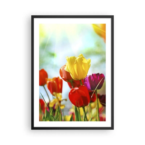 Plagát v čiernom ráme - Farebné tulipány na slnku - 50x70cm - Všetky farby slnka - Moderná nástenná dekorácia do obývacej izby a spálne ARTTOR
