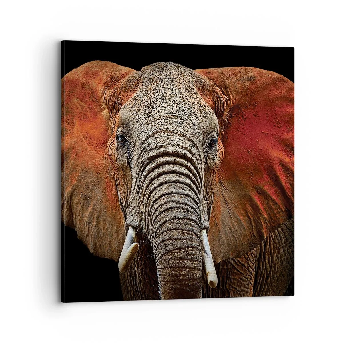 Obraz na plátne - Som divoký, a ty? - 70x70 cm