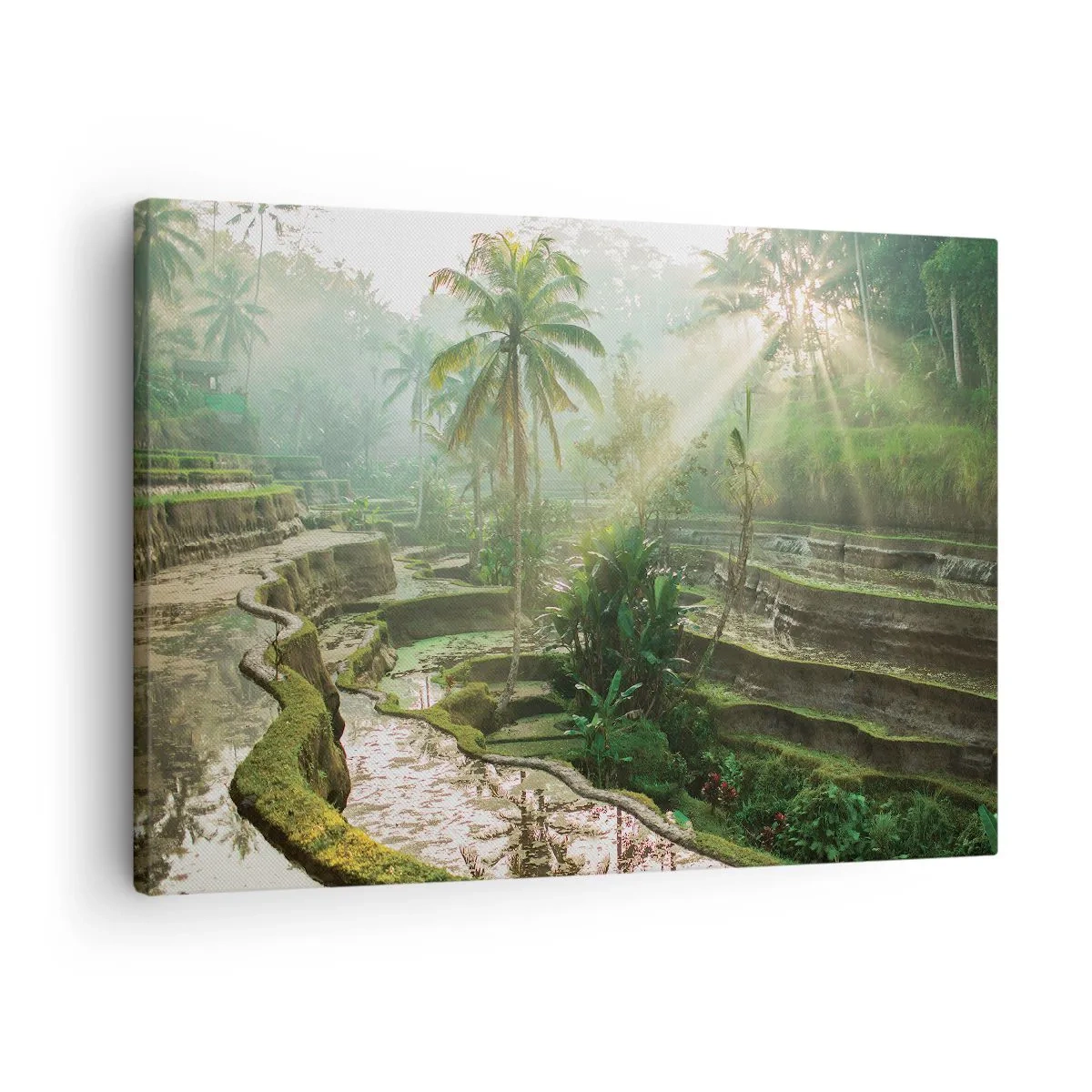 Obraz na plátne - Ryžové terasy s palmami v slnečných lúčoch - 70x50cm - Vyrastať na slnku - Moderná nástenná dekorácia do obývacej izby a spálne ARTTOR