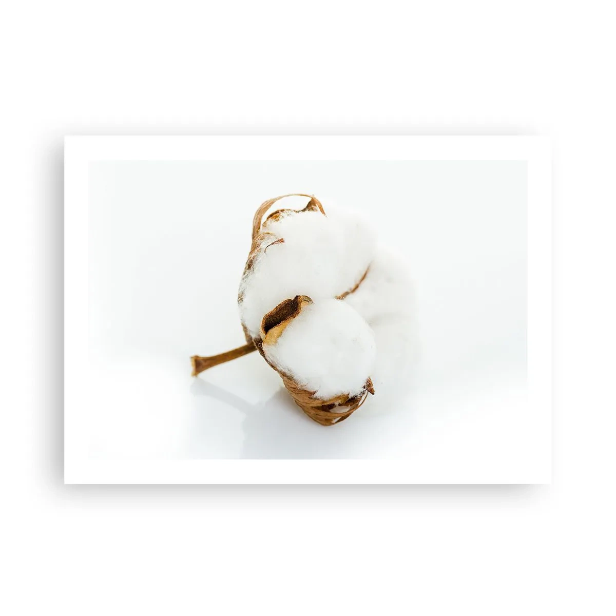 Plagát - Mäkká od prírody - 70x50 cm