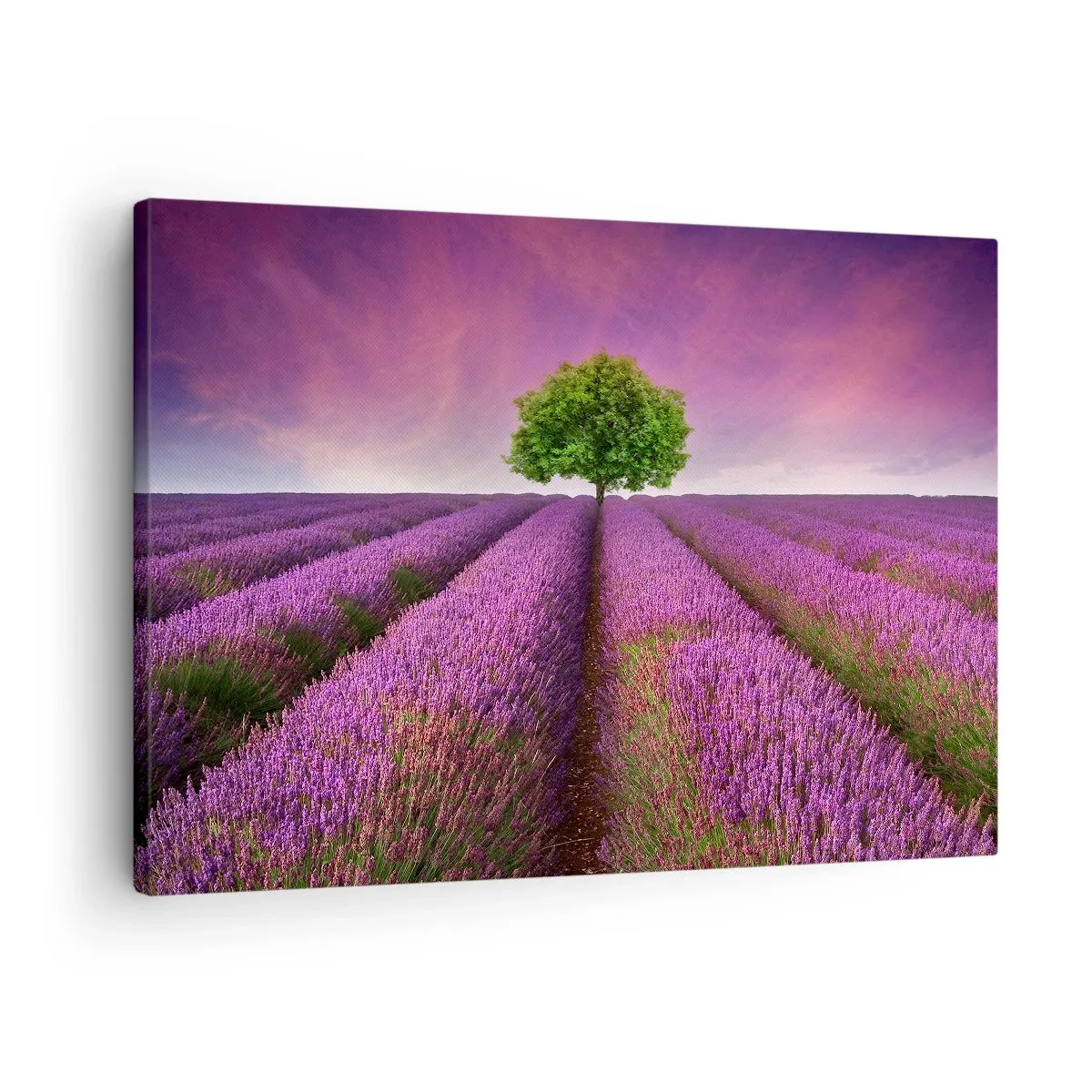 Obraz na plátne - Levanduľové pole s osamelým stromom a fialovou oblohou - 70x50cm - Na levanduľových poliach - Moderná nástenná dekorácia do obývacej izby a spálne ARTTOR