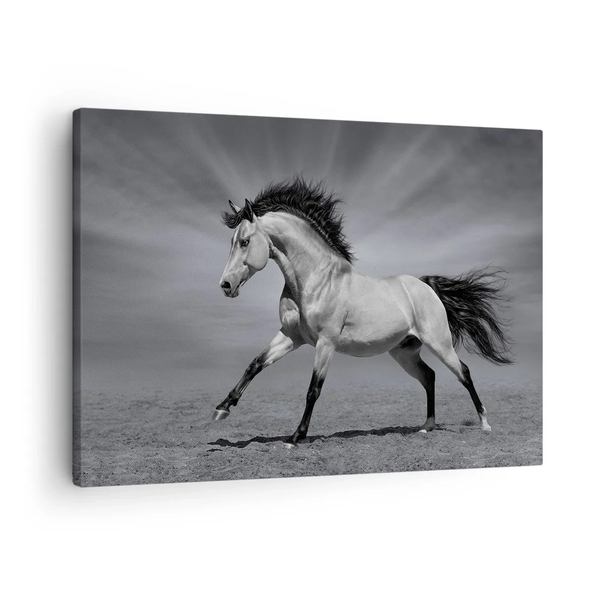Obraz na plátne - Čiernobiely kôň v dynamickej póze v púšti. - 70x50cm - Zrodený pre potešenie - Moderná nástenná dekorácia do obývacej izby a spálne ARTTOR