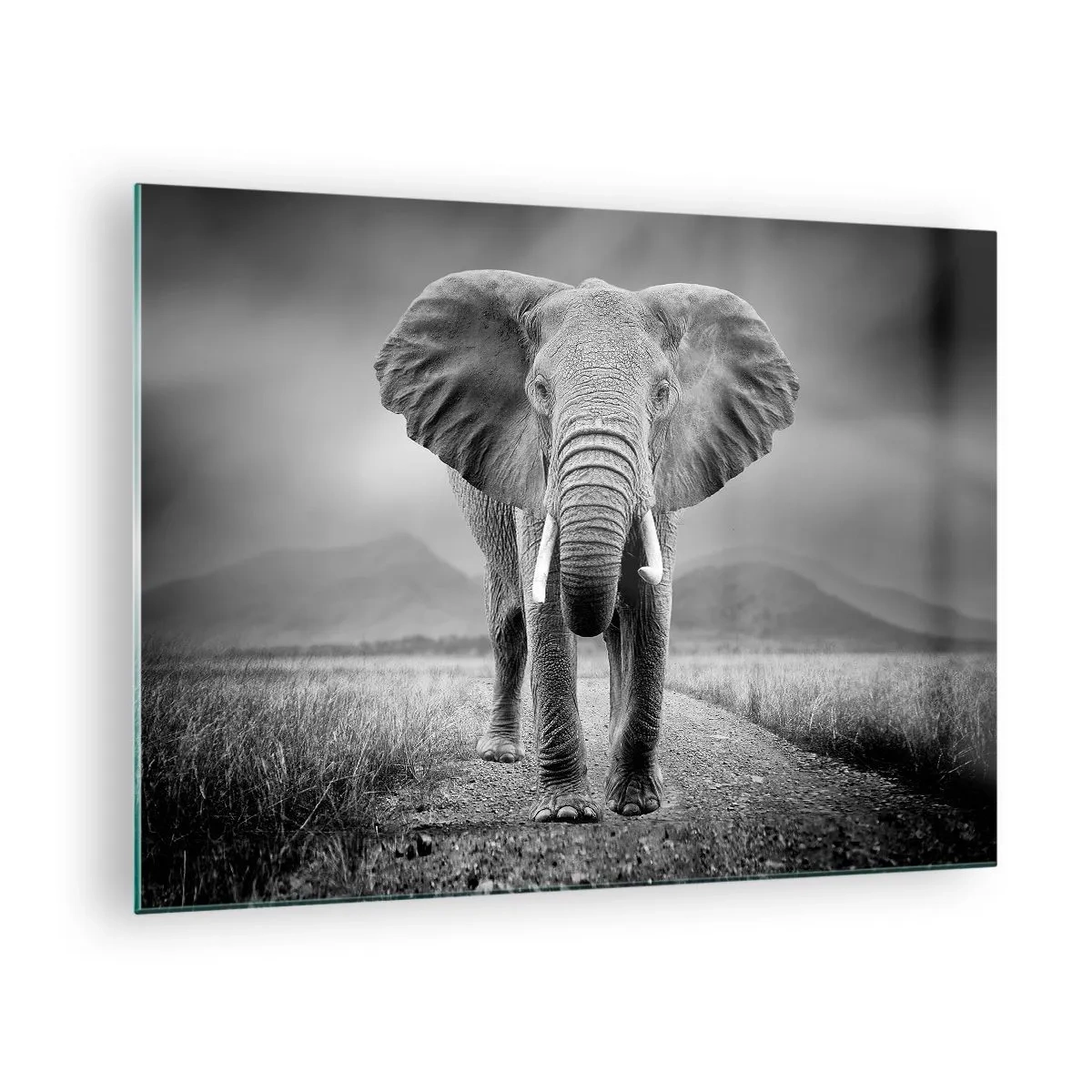 Obraz na skle - Slon na savane v čiernom a bielom - 70x50cm - Hostiteľ víta - Moderná nástenná dekorácia do obývacej izby a spálne ARTTOR
