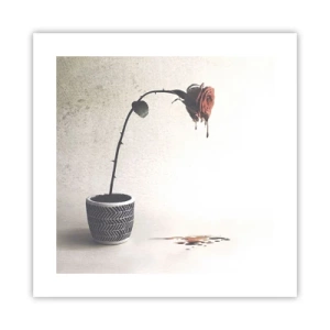 Plagát - Rosa dolorosa - 40x40 cm