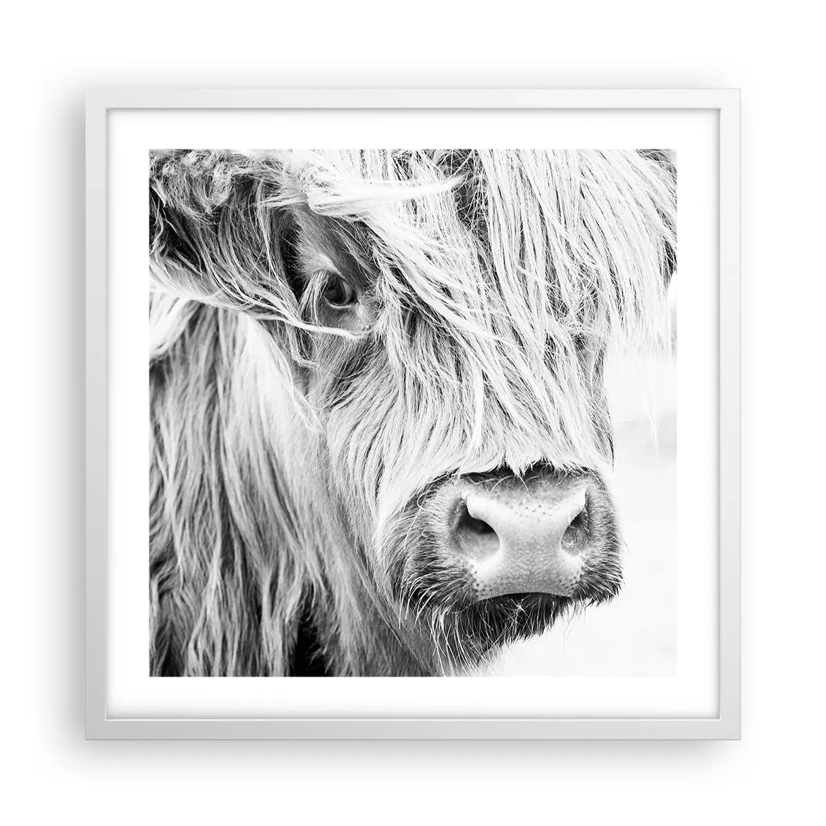 Plagát v bielom ráme - Škótska divokosť - 50x50 cm