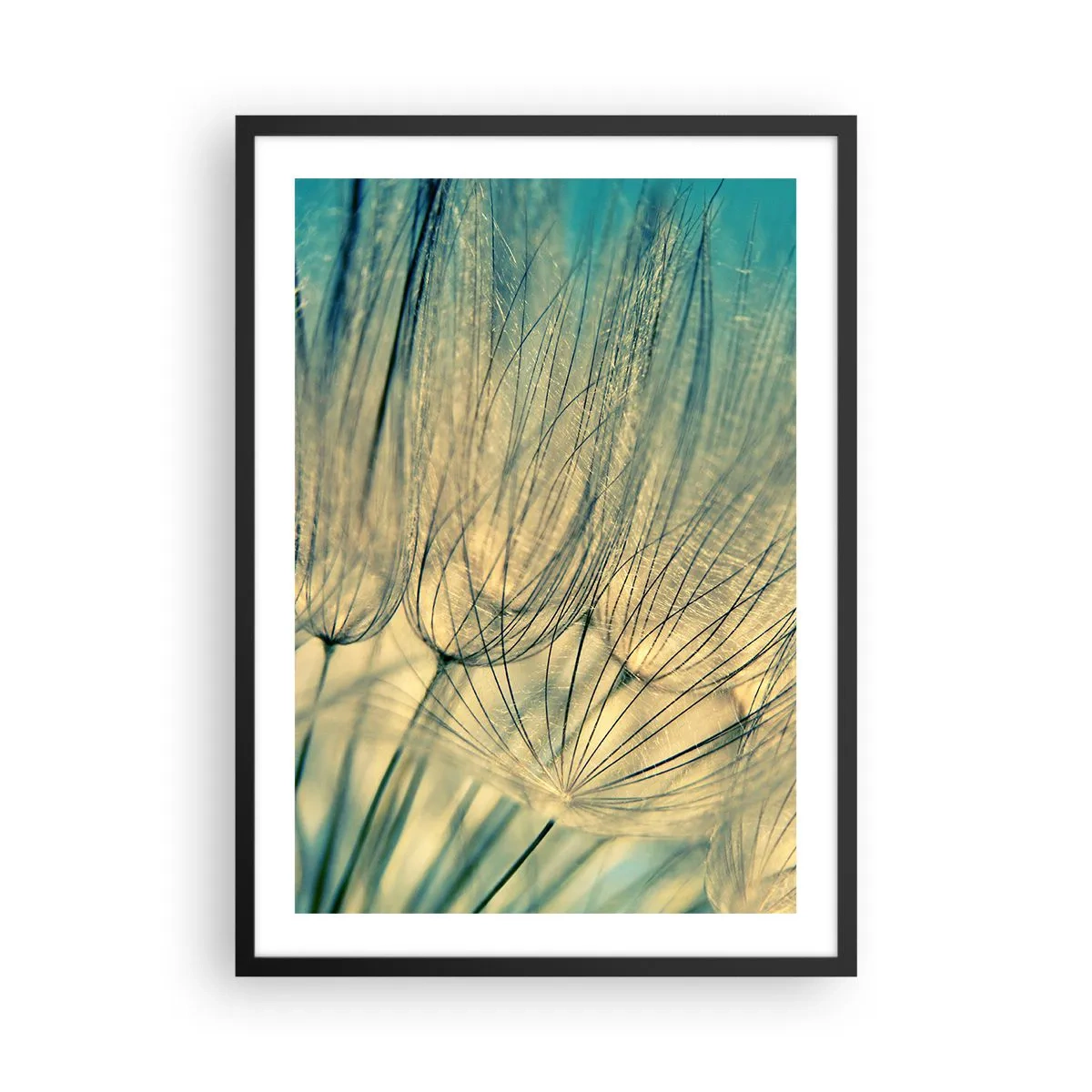 Plagát v čiernom ráme - Makrofotografia krehkých púpav vo svetle zapadajúceho slnka - 50x70cm - Čakanie na vietor - Moderná nástenná dekorácia do obývacej izby a spálne ARTTOR