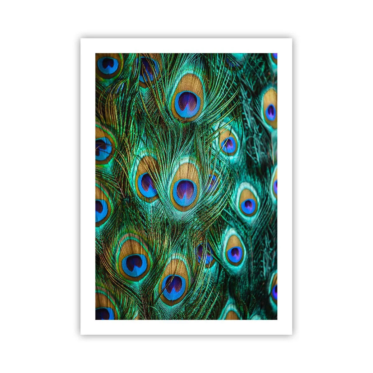 Plagát - Páví pohľad - 50x70 cm