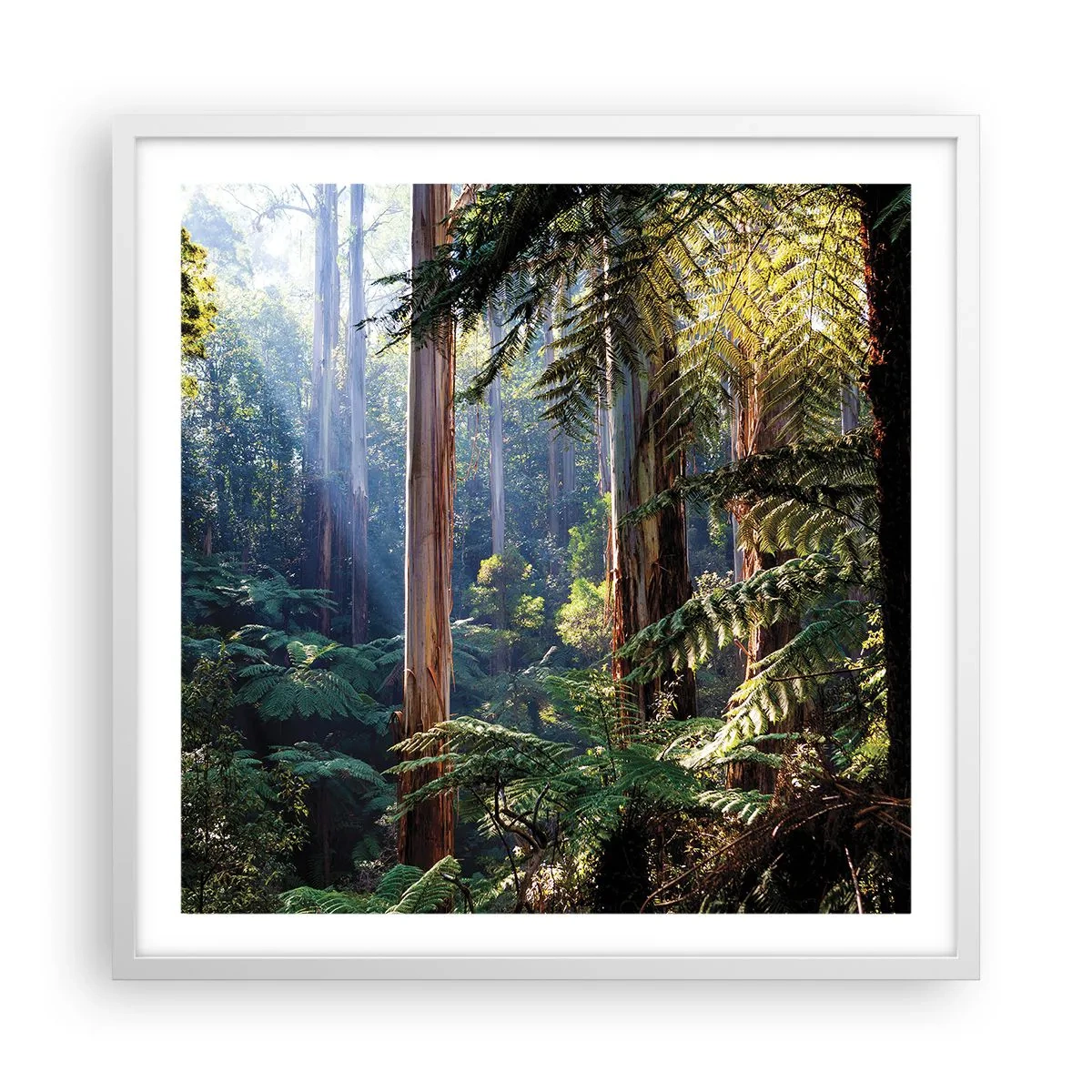 Plagát v bielom ráme - Poviedka lesa - 60x60 cm