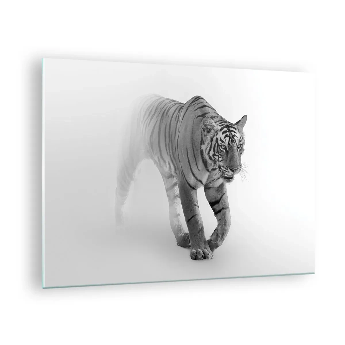 Obraz na skle - Tiger kráčajúci hmlou s jemným rozmazaním v pozadí - 70x50cm - Prikrčený v hmle - Moderná nástenná dekorácia do obývacej izby a spálne ARTTOR