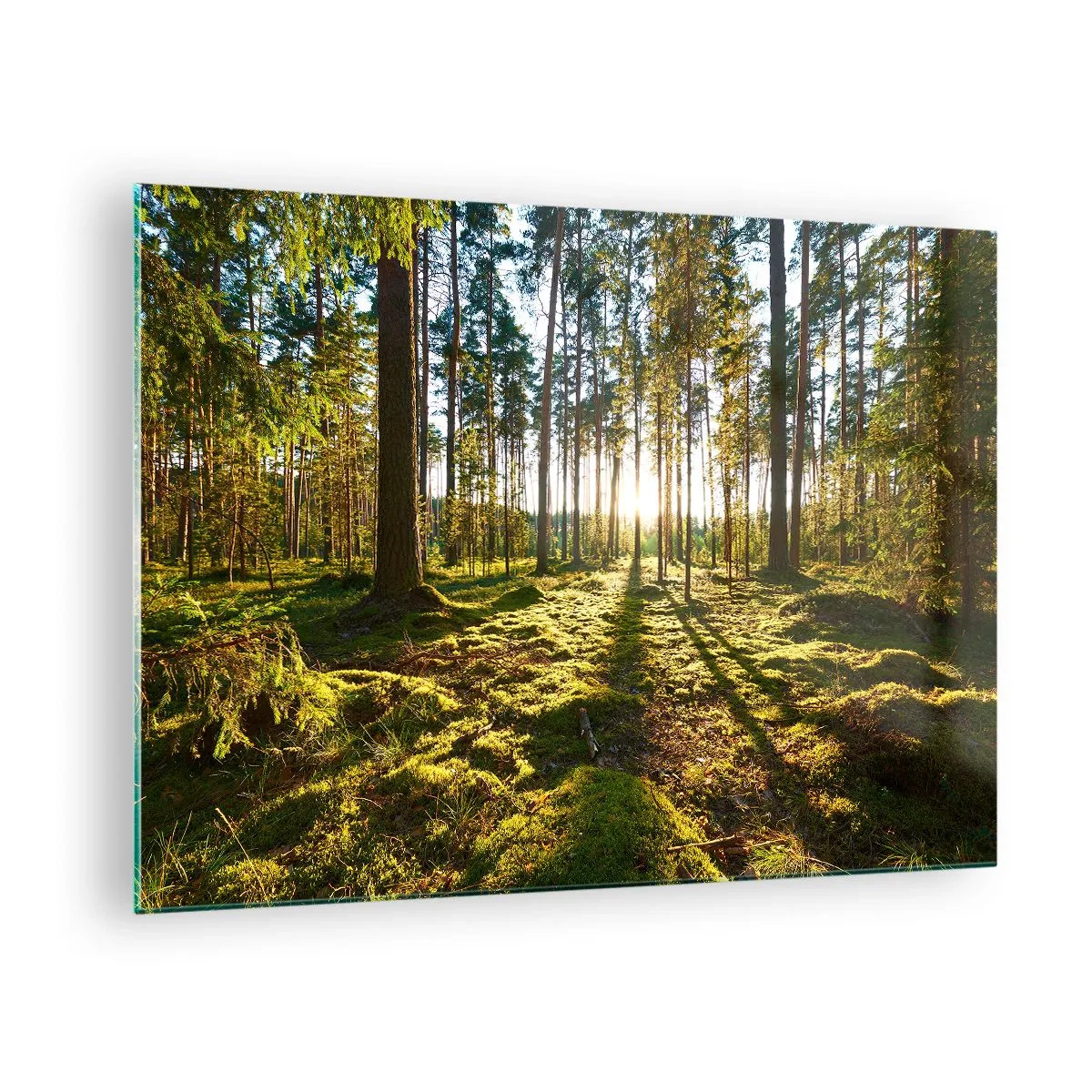 Obraz na skle - Slnečné lúče prenikajúce cez stromy v lese - 70x50cm - …Za siedmimi lesmi - Moderná nástenná dekorácia do obývacej izby a spálne ARTTOR