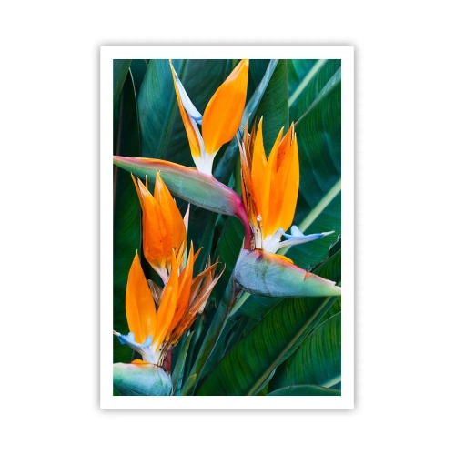 Plagát - Je to kvetina, alebo vták? - 70x100 cm