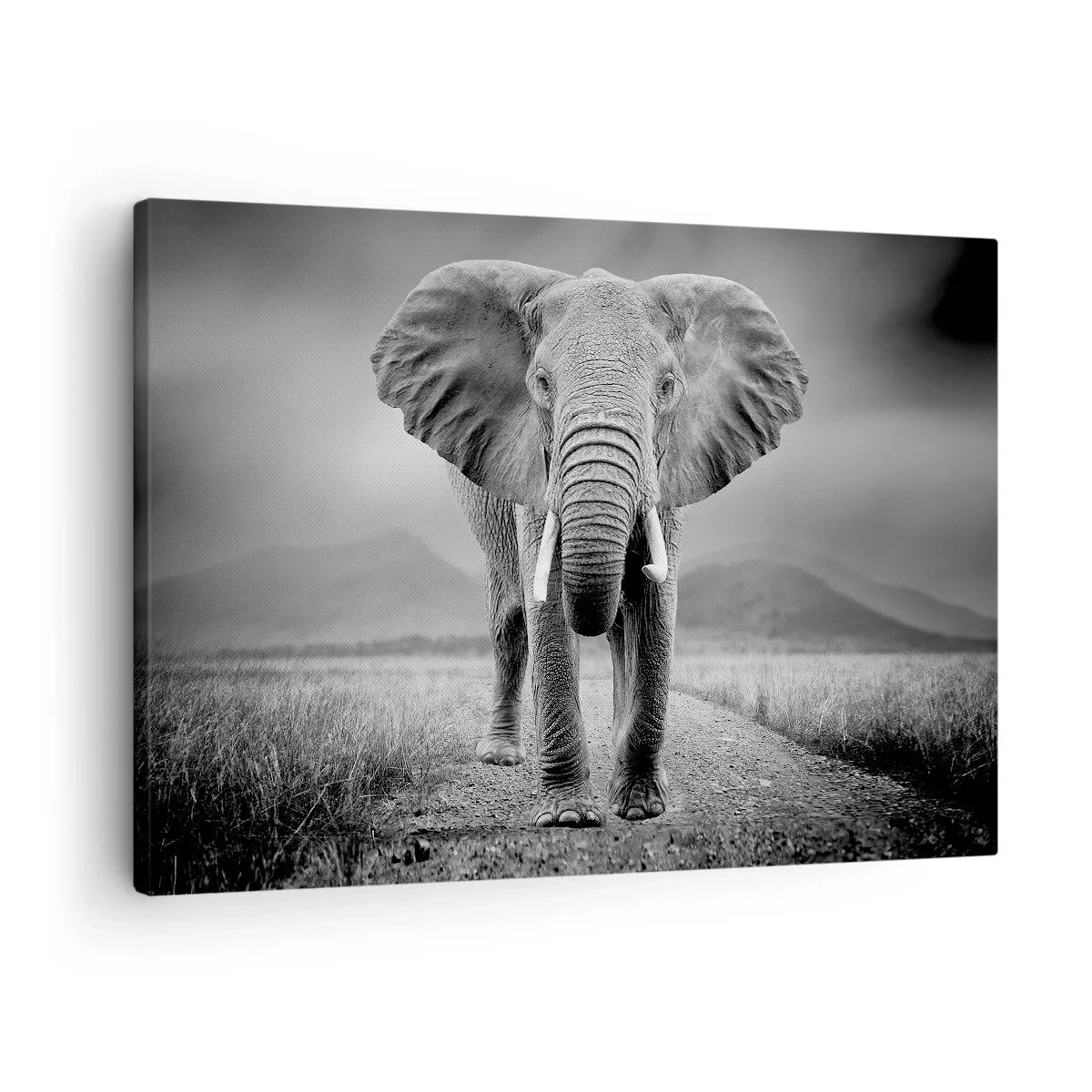 Obraz na plátne - Mocný slon na savane v monochromatických tónoch - 70x50cm - Hostiteľ víta - Moderná nástenná dekorácia do obývacej izby a spálne ARTTOR