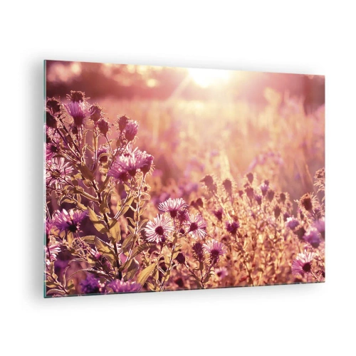 Obraz na skle - Fialové kvety na lúke vo svetle zapadajúceho slnka - 70x50cm - Než skončí leto - Moderná nástenná dekorácia do obývacej izby a spálne ARTTOR
