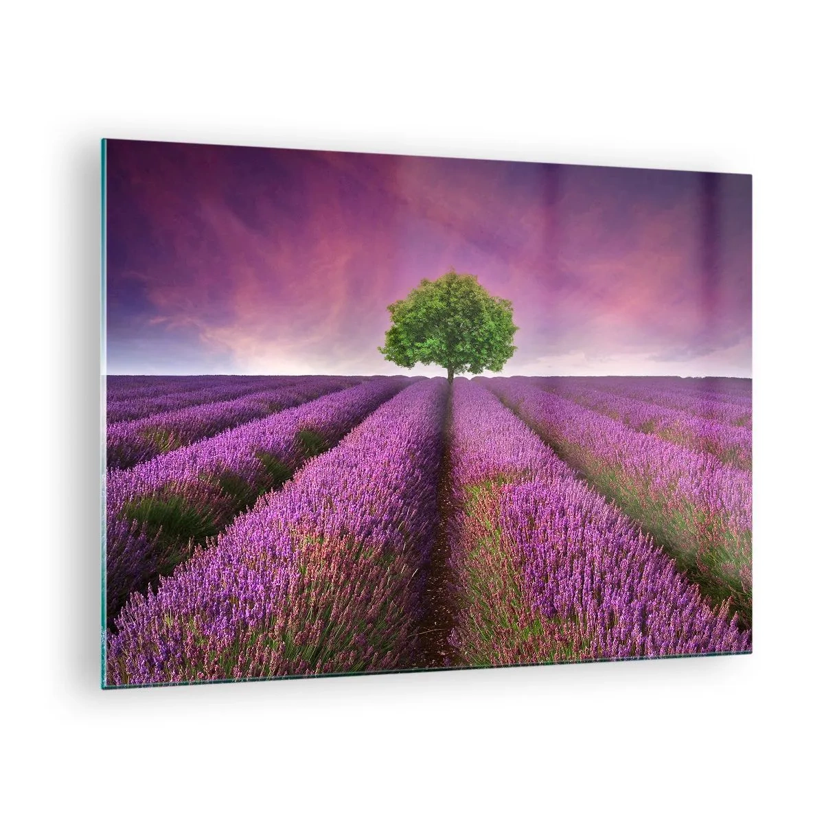 Obraz na skle - Levanduľové pole s osamelým stromom na pozadí oblohy - 70x50cm - Na levanduľových poliach - Moderná nástenná dekorácia do obývacej izby a spálne ARTTOR
