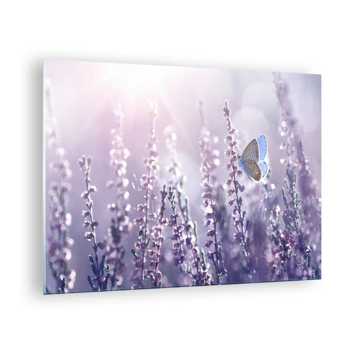 Obraz na skle - Motýľ v levanduľovom poli na slnku - 70x50cm - Bozk motýľa - Moderná nástenná dekorácia do obývacej izby a spálne ARTTOR
