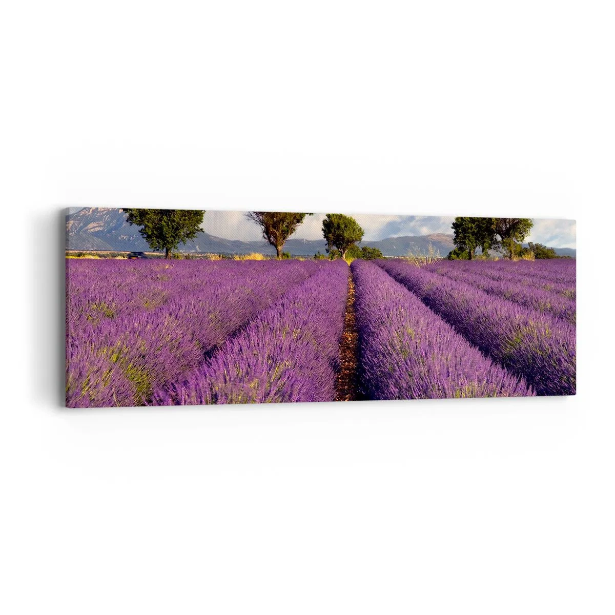 Obraz na plátne - Levanduľové polia - 90x30 cm