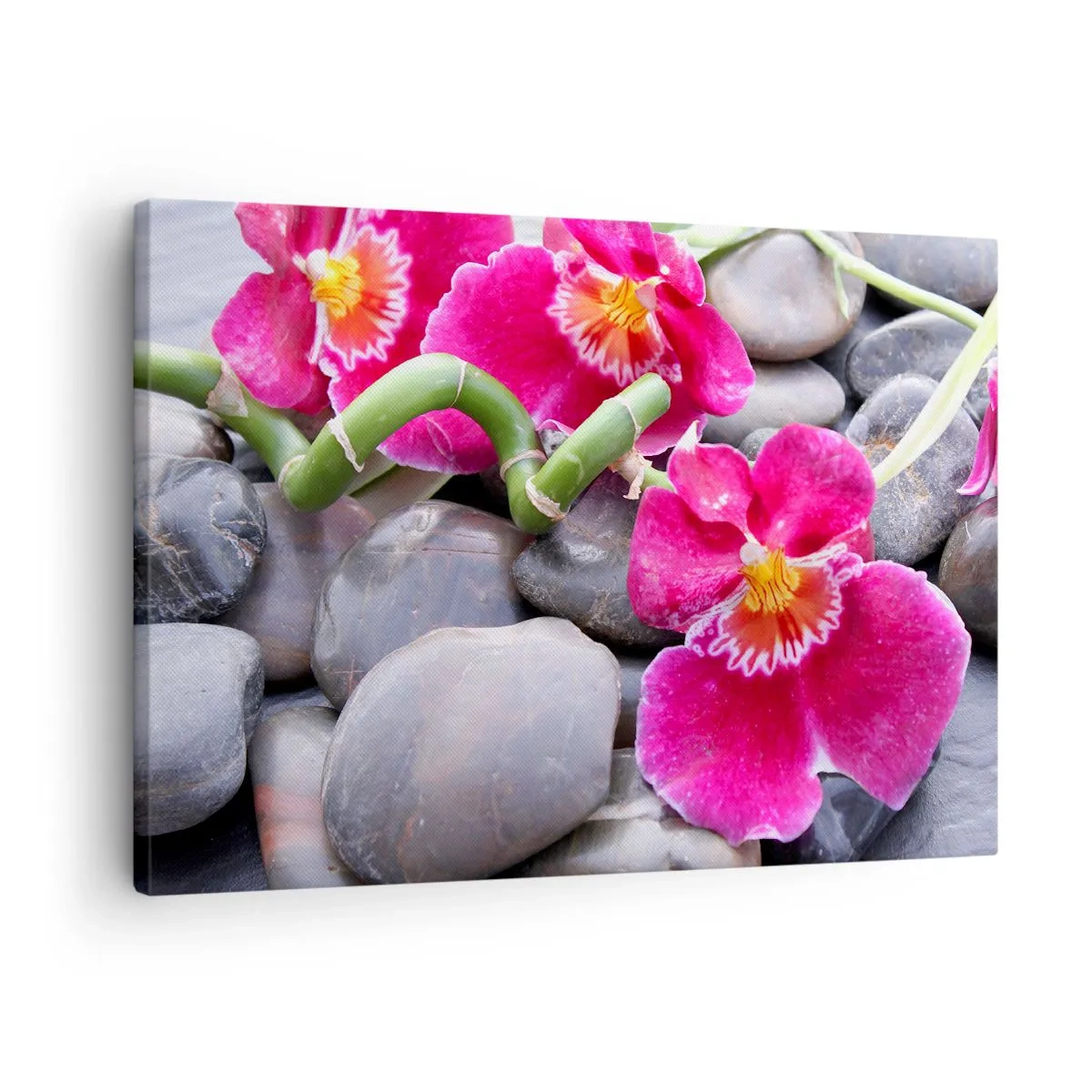 Obraz na plátne - Ružové orchidey na pozadí hladkých kameňov - 70x50cm - Chlad a žiara - Moderná nástenná dekorácia do obývacej izby a spálne ARTTOR