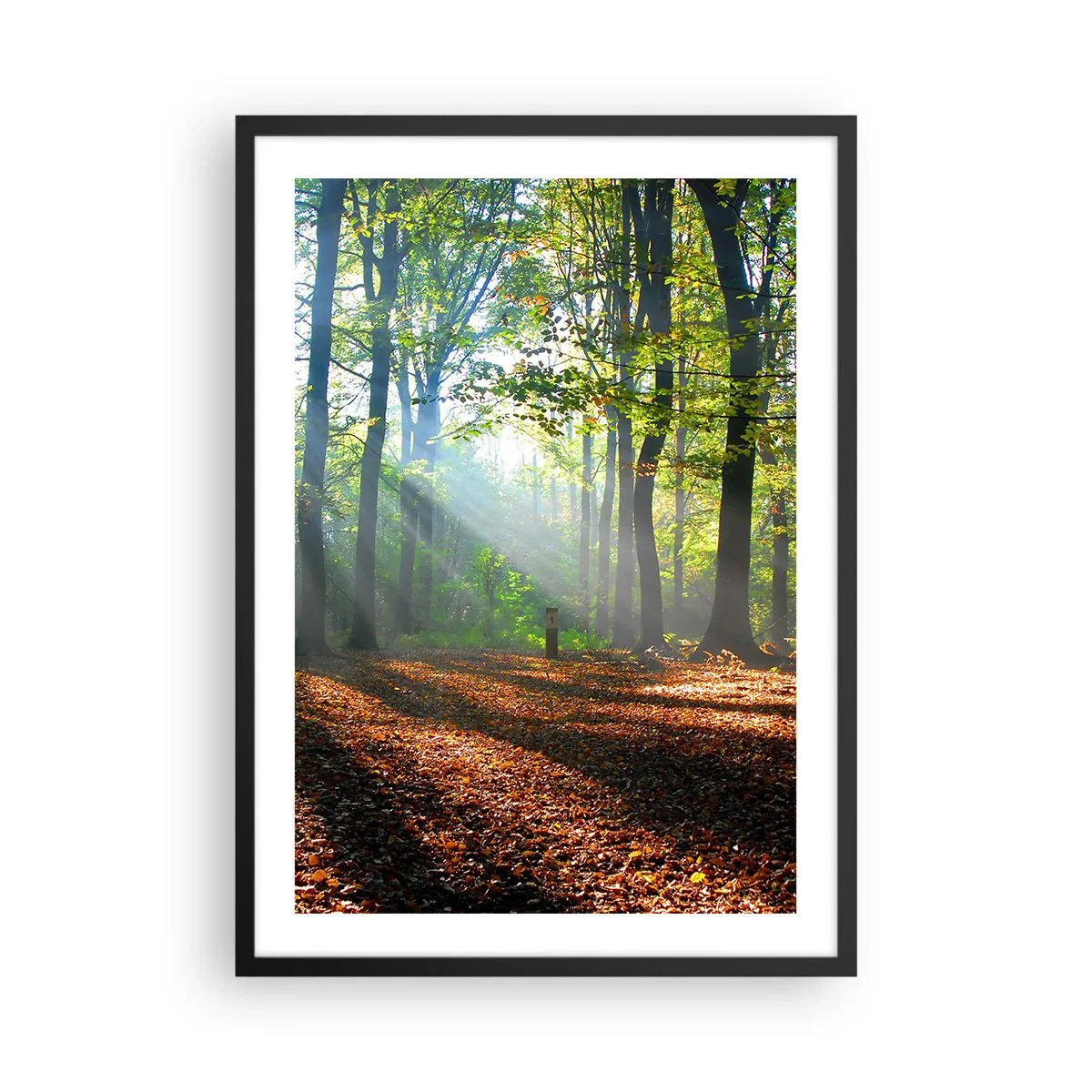 Plagát v čiernom ráme - Slnečné lúče v jesennom lese - 50x70cm - Svetlá a tiene - Moderná nástenná dekorácia do obývacej izby a spálne ARTTOR