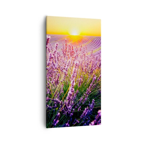 Obraz na plátne - Voňavý lán - 55x100 cm