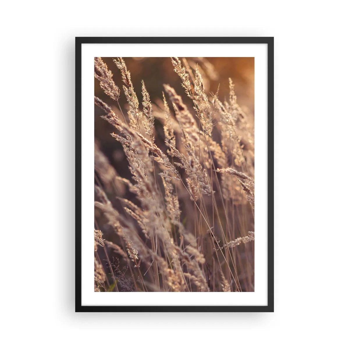 Plagát v čiernom ráme - Zlaté klasy trávy osvetlené slnečnými lúčmi - 50x70cm - Pripravení privítať jeseň - Moderná nástenná dekorácia do obývacej izby a spálne ARTTOR