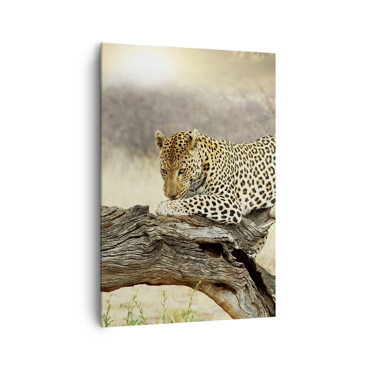 Obraz na plátne - Chodím vlastnými cestami - 70x100 cm