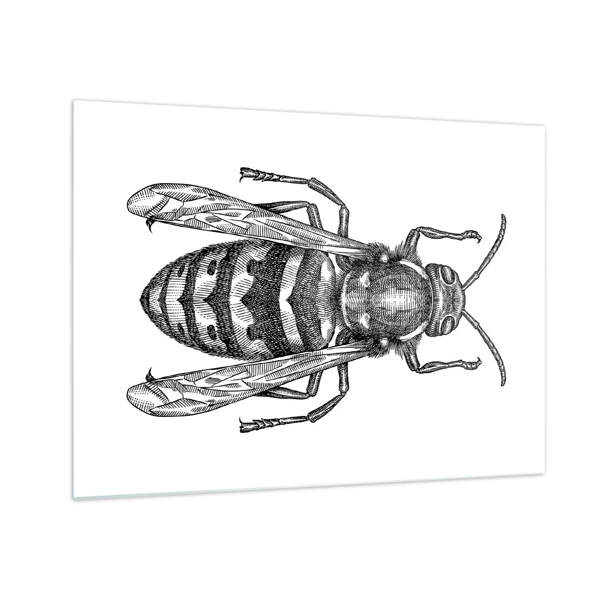 Obraz na skle - Čiernobiela retro ilustrácia osy na bielom pozadí - 70x50cm - Z hmyzej planéty - Moderná nástenná dekorácia do obývacej izby a spálne ARTTOR