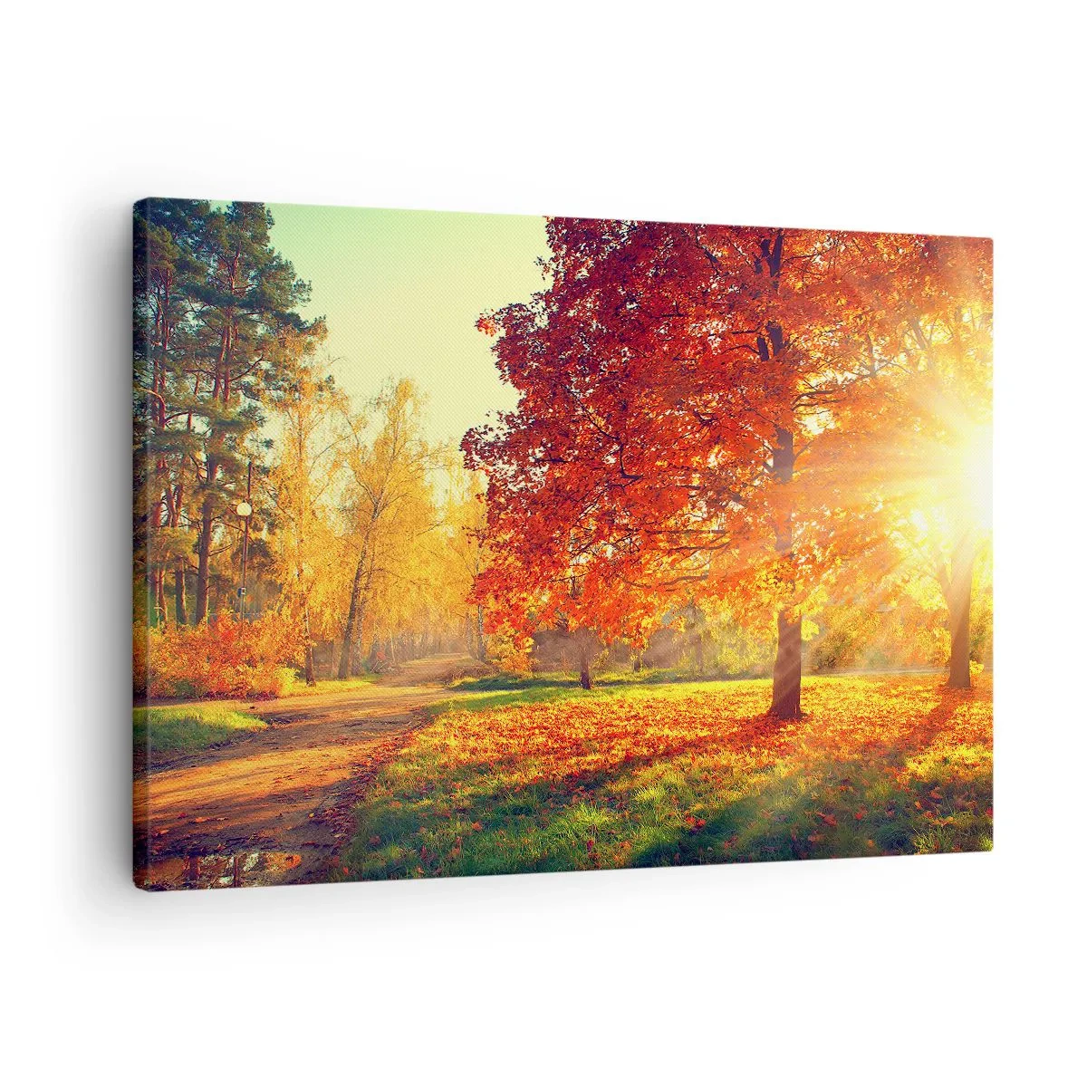 Obraz na plátne - Jesenný park osvetlený slnečným svetlom - 70x50cm - Červené je krásne - Moderná nástenná dekorácia do obývacej izby a spálne ARTTOR