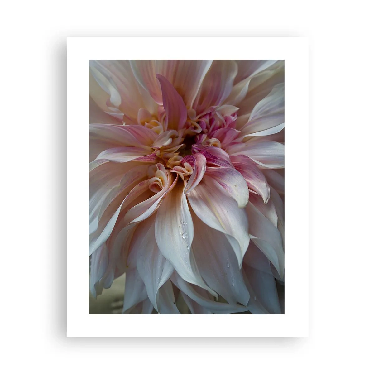 Plagát - Kvitnúca sviežosť - 40x50 cm