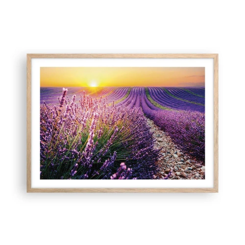 Plagát v ráme zo svetlého duba - Voňavý lán - 70x50 cm